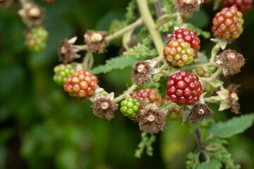 Blackberries about to ripen