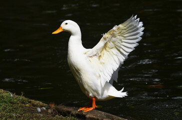 Uma linda marreca branca dando a sua graça a beira do lago do jardim do Museu da República - Catete - RJ