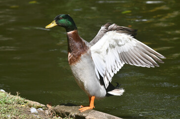 Marreco de Pequim em um belo registro a beira do lado do jardim do Museu da República - Catete - RJ