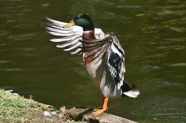 Marreco de Pequim em um belo registro a beira do lado do jardim do Museu da República - Catete - RJ