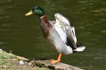 Marreco de Pequim em um belo registro a beira do lado do jardim do Museu da República - Catete - RJ