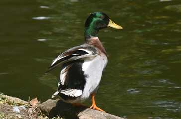Marreco de Pequim em um belo registro a beira do lado do jardim do Museu da República - Catete - RJ