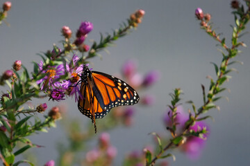 Monarch butterfly on purple flowers of New England Aster