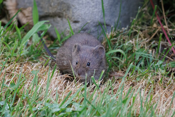 Eastern Meadow Vole in grass