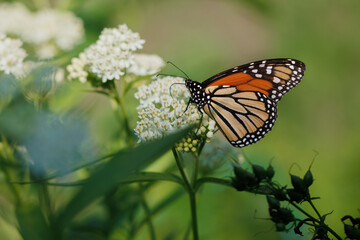 Monarch butterfly on swamp milkweed