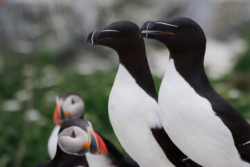Two razorbills in profile with atlantic puffins in the background