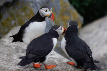 Three puffins on a rock