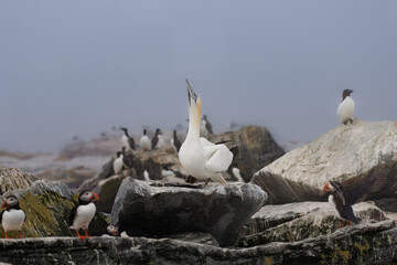 Northern Gannet posing 