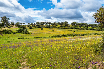 Beautiful landscape with wildflower meadows in Parque Natural do Vale do Guadiana, near Mertola, Portugal, Alentejo