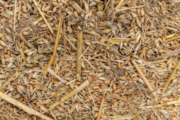 A Close-Up View of Seeds and Straws on Soil, Showcasing the Natural Elements of Agriculture and Farming Techniques for Crop Cultivation and Soil Enrichment Practices