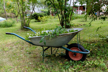 A Close-Up of a Wheelbarrow Full of Green Leaves and Branches, Set Against a Beautiful Garden Background with Lush Vegetation and Landscaping Elements