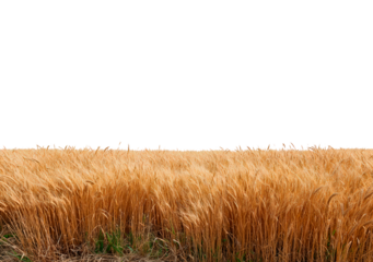 Golden wheat field on transparent background