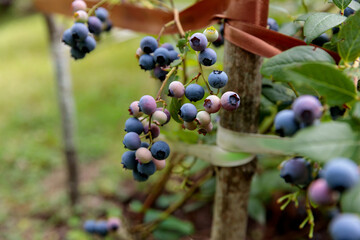 Close-Up of Fresh Blueberries on a Bush Surrounded by Lush Greenery, Capturing the Beauty of Nature s Bounty in a Fruit Garden, Perfect for Culinary Delights and Healthy Living