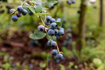 Lush Blueberry Bushes Loaded with Plump and Juicy Blueberries, Perfectly Ripe and Ready for Harvesting Amidst a Vibrant Green Background of Nature and Foliage.