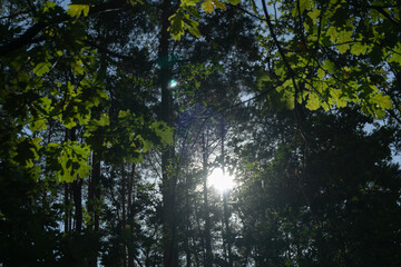 Sun shining through trees in Polish forest