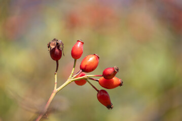 A Close up of a Ripe Rose Hips on a Branch The Concept of a Healthy Food