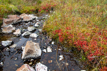 A serene view of a small rocky stream flowing through vibrant green grass and patches of striking red carnivorous plants in a natural wetland environment.