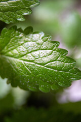 Macro View of a Vibrant Green Leaf with Detailed Veins and Textured Surface