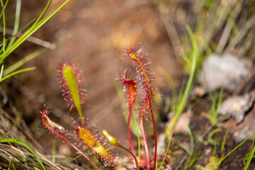 Intricate close-up of vibrant red and green sundew plants with glistening dewdrops in their natural habitat