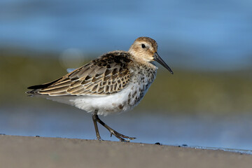 Calidris alpina, Biegus zmienny, 