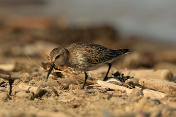Calidris alpina, Biegus zmienny, 