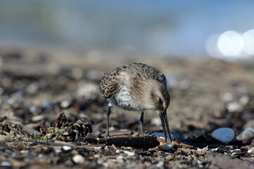 Calidris alpina, Biegus zmienny, 