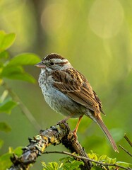 Small bird perched on a branch (2)