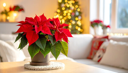 Weihnachtsstern im Wohnzimmer 