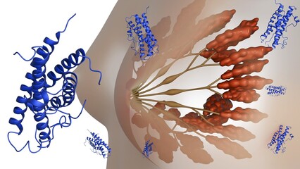 A 3d rendering of presents view of the human breast, highlighting the anatomical structures influenced by prolactin, a hormone essential for lactation.