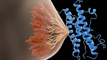 A 3d rendering of presents view of the human breast, highlighting the anatomical structures influenced by prolactin, a hormone essential for lactation.
