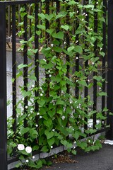 Ipomoea lacunosa (Pitted morning glory) flowers. Convolvulaceae annual vine. Star-shaped white flowers bloom from summer to autumn.