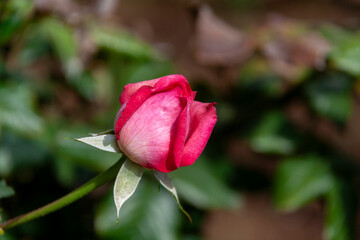 Side close-up of a hot pink rose bud just starting to open. Soft light highlights the delicacy of the petals against the dark, blurred background.