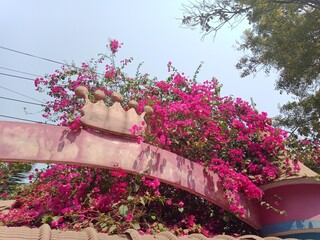 Pink bougainvillea flowers in children park in Bangladesh. Paperflower beauty in Botanical park. Bougainvillea glabra plant's blossoms.