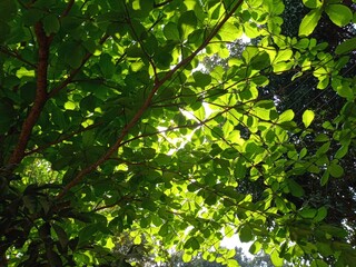 Tropical almond plant, and green leaves background isolated. Tropical almond nut fruit for Healthy nutritional food. 