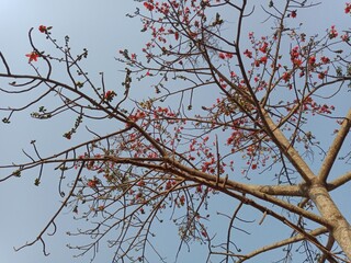 Red silkcotton tree's flowers, and branches in summer season. Scientific name Bombax ceiba Linn. Cotton tree's red flowers.