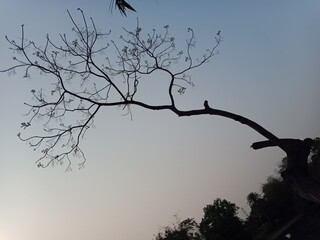 Neem tree branch without leaves in summer season. Margosa plant in nature. Scientific name Azadirachta indica. Medicinal harb plant neemtree. 