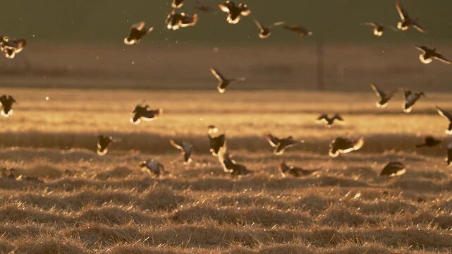 Flock of blackbirds, flying past ducks landing in a golden field in Wyoming during fall migration.