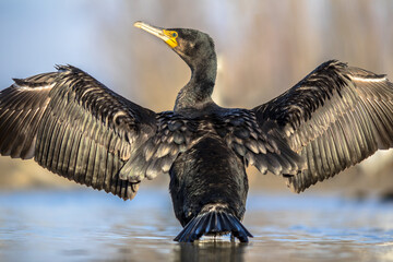 Great Cormorant with spread wings