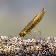 Larvae of Emperor dragonfly