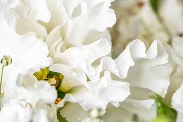 Close-up of delicate white flowers with intricate petal textures, showcasing natural beauty and elegance, perfect for floral design and decoration concepts