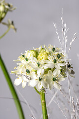 White flowering plant with delicate petals and green accents, surrounded by slender grass, showcasing natural beauty and intricate details in a soft gray background