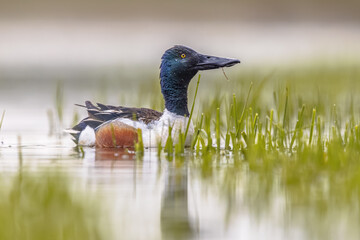 Northern shoveler foraging in water of wetland