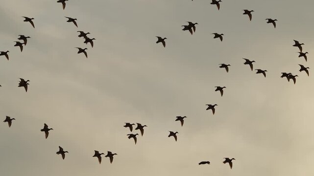 Flock of ducks, flying through the sky as  they moved to land in a golden field in Wyoming.