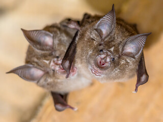 Two Greater horseshoe bat