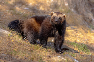 Wolverine walking in nature of Finland