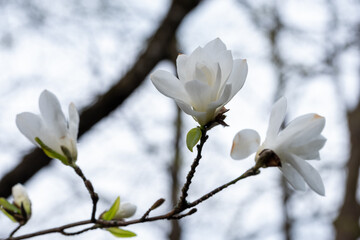 White magnolia flowers blooming on a slender branch against a blurred background of trees,...