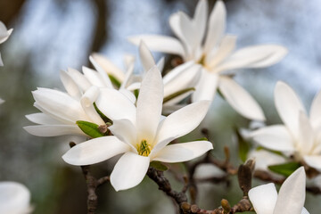 White magnolia flowers bloom gracefully on branches, showcasing delicate petals and vibrant green leaves, creating a serene and tranquil natural scene in springtime