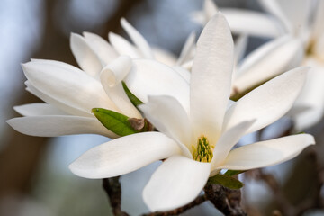 Fototapeta premium White magnolia flowers bloom gracefully on branches, showcasing delicate petals and vibrant green leaves, creating a serene and tranquil atmosphere in nature's beauty