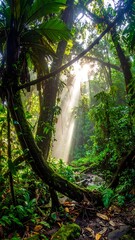 Sunlight streams through lush rainforest foliage