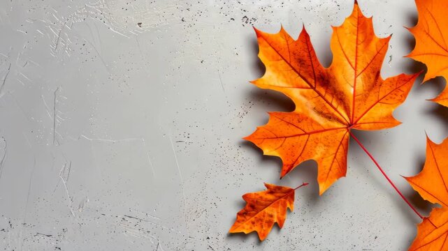 Autumnal Symphony: A vibrant tableau of fallen maple leaves, their fiery hues dancing upon a textured backdrop, encapsulates the essence of fall.